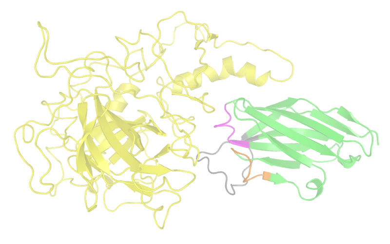 twistp53-nanobody complex